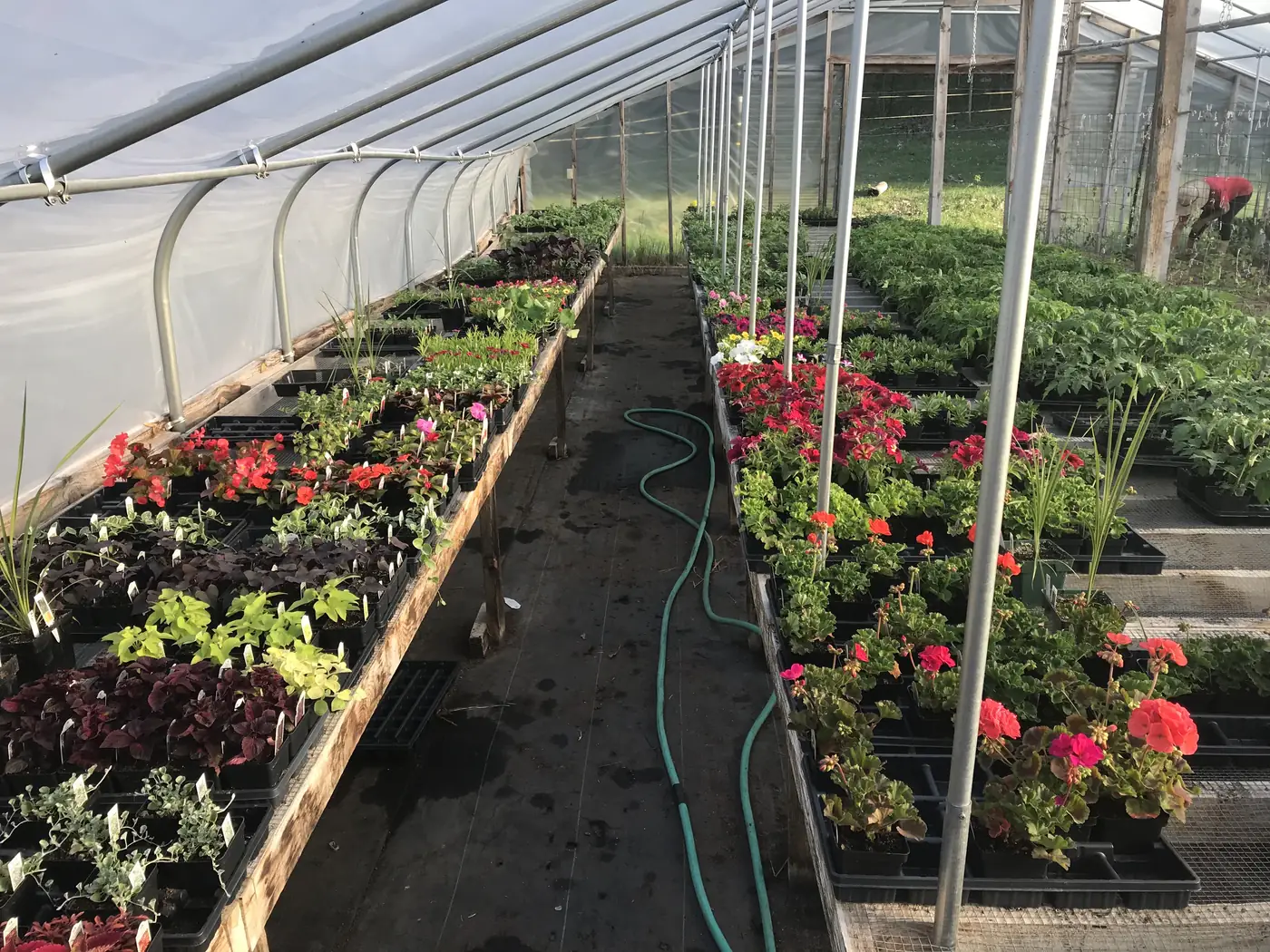 Greenhouse tables full of flowering plants