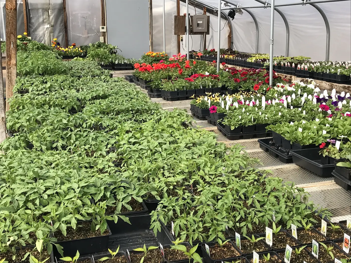 Tomato and pepper plants for sale in the greenhouse