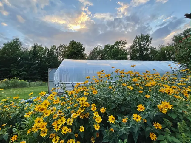 False sunflowers blooming in front of the greenhouse