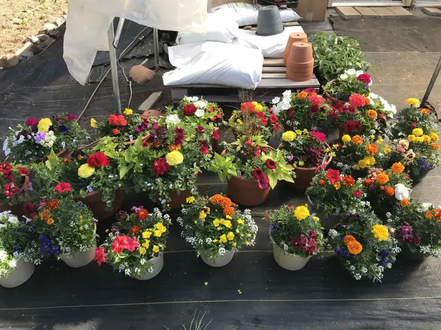 Combination planters ready to take home
