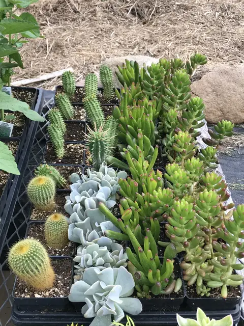 Succulents for sale